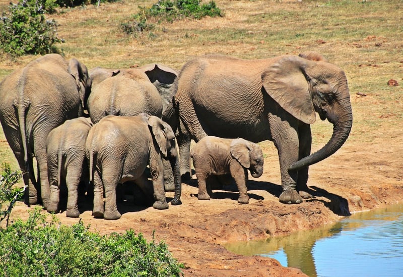 Elephant Safari
